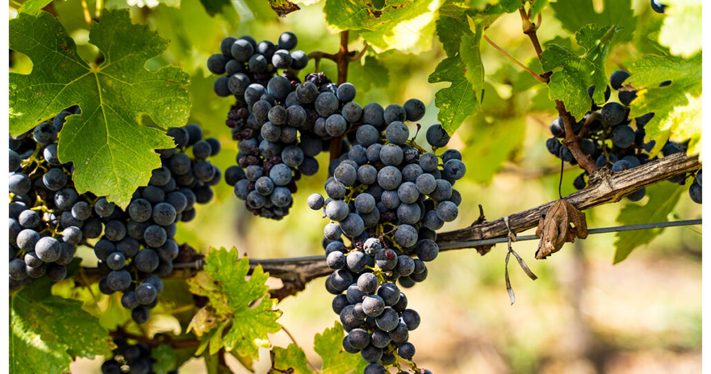 Casetta 1^ Settembre 24 - Vendemmia-15